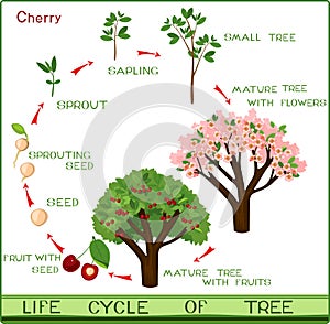 Life cycle of cherry tree with captions.