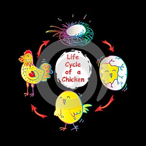 Life cycle of a chicken