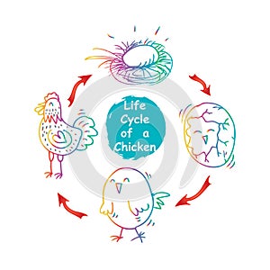 Life cycle of a chicken