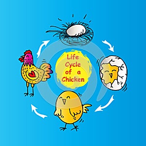 Life cycle of a chicken