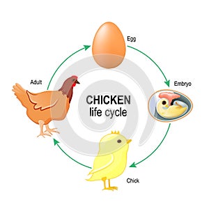 Life Cycle of A Chicken photo