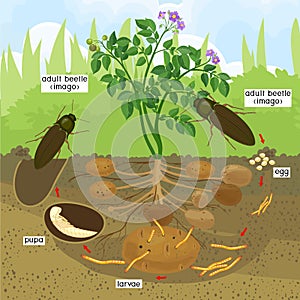 Life cycle of Click beetle wireworm.