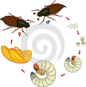 Life cycle of cockchafer. Sequence of stages of development of cockchafer Melolontha melolontha from egg to adult beetle