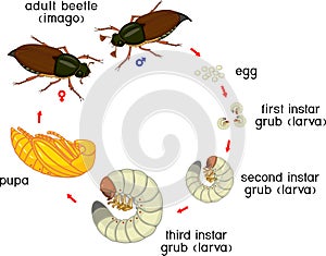 Life cycle of cockchafer. Sequence of stages of development of cockchafer Melolontha melolontha from egg to adult beetle