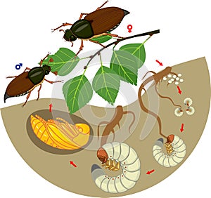 Vida ciclo de. secuencias de progreso de desarrollo de. huevos sobre el un adulto un insecto 