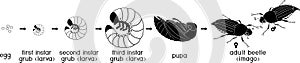 Life cycle of cockchafer. Sequence of stages of development of cockchafer Melolontha sp. from egg to adult beetle