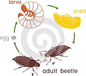 Vida ciclo de. secuencias de progreso de desarrollo de. huevos sobre el un adulto un insecto 