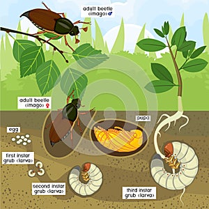 Vida ciclo de. secuencias de progreso de desarrollo de huevos sobre el un adulto un insecto 