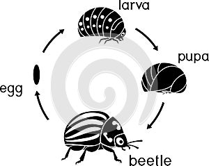 Life cycle of Colorado potato beetle or Leptinotarsa decemlineata