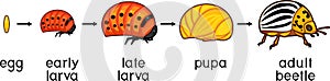 Life cycle of Colorado potato beetle or Leptinotarsa decemlineata. Stages of development from egg to adult insect photo