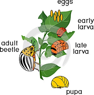 Life cycle of Colorado potato beetle or Leptinotarsa decemlineata. Stages of development from egg to adult insect