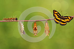 Life cycle of colour segeant butterfly hanging on twig