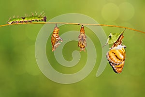 Life cycle of colour segeant butterfly hanging on twig