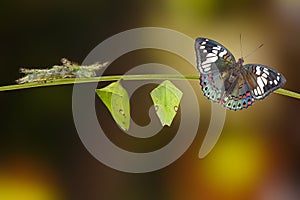 Life cycle of Common Gaudy Baron butterfly Euthalia lubentina