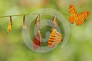 Life cycle of common maplet Chersonesia risa butterfly hangin