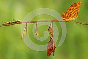 Life cycle of common maplet Chersonesia risa butterfly hangin photo