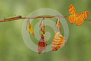 Life cycle of common maplet Chersonesia risa butterfly hangin photo