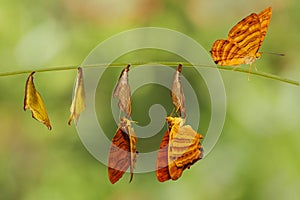 Life cycle of common maplet Chersonesia risa butterfly hangin photo