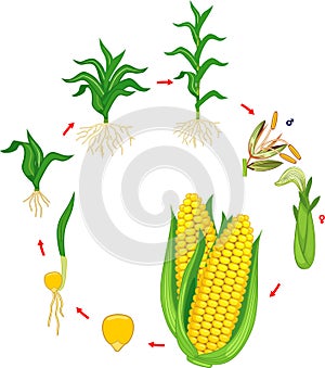 Life cycle of corn maize plant. Growth stages from seed to plant and harvest