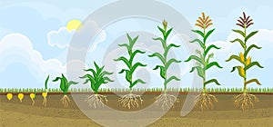 Life cycle of corn or maize plant. Growth stages from seeding to flowering and fruiting plant