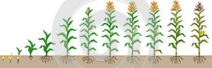 Life cycle of corn maize plant. Growth stages from seeding to flowering and fruiting plant isolated on white