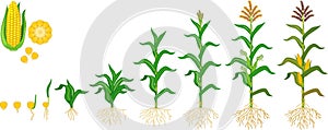 Life cycle of corn maize plant. Growth stages from seeding to flowering and fruiting plant isolated on white background