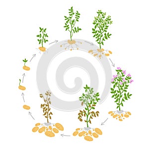 The life cycle crop stages of potato. Vector Illustration. Circular growing plants. Round harvest growth biology