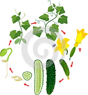 Life cycle of cucumber plant. Stages of growth from seed and sprout to adult plant and green cucumber fruit