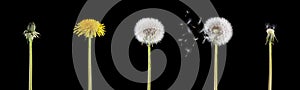 Life cycle of a dandelion