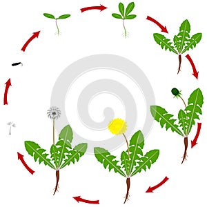 The life cycle of a dandelion plant is isolated on a white background.