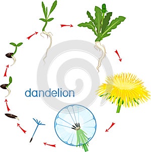 Life cycle of dandelion plant or taraxacum officinale. Stages of growth from seed to adult plant