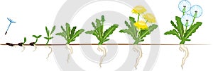 Life cycle of dandelion plant or taraxacum officinale. Stages of growth from seed to adult plant