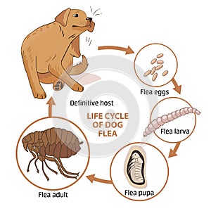 Life cycle of dog flea. Vector illustration. Infection. The spread of infection. Diseases. Fleas animals.