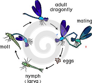 Life cycle of dragonfly. Sequence of stages of development of dragonfly from egg to adult insect