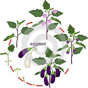 Life cycle of eggplant. Growth stages from seeding to flowering and fruit-bearing aubergine plant