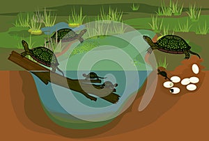 Life cycle of European pond turtle Emys orbicularis.