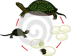 Life cycle of European pond turtle Emys orbicularis. Sequence of stages of development of turtle from egg to adult animal