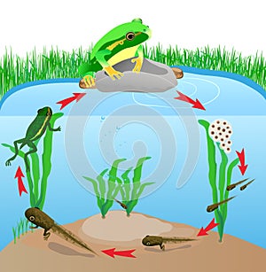 Life cycle european tree frog