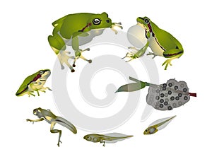 Life cycle of European tree frog. photo