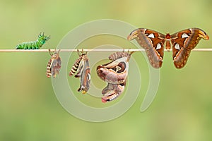 Life cycle of female attacus atlas moth from caterpillar and cocoon