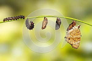 Life cycle of female blue pansy butterfly Junonia orithya Linn