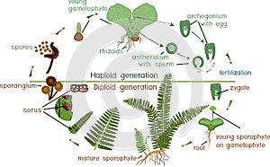 Life Cycle of Fern.