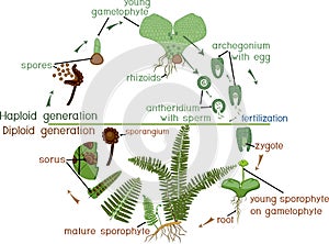 Life Cycle of Fern. Plant life cycle with alternation of diploid sporophytic and haploid gametophytic phases photo