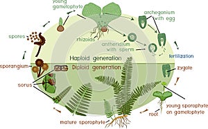 Life Cycle of Fern. photo