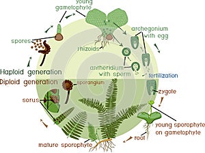 Life Cycle of Fern.