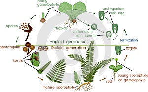 Life Cycle of Fern. photo