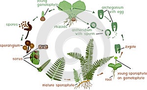 Life Cycle of Fern. photo