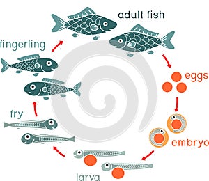 Life cycle of fish. Sequence of stages of development of fish from egg roe to adult animal