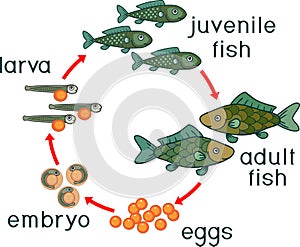 Life cycle of fish. Sequence of stages of development of fish from egg roe to adult animal
