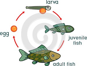 Life cycle of fish. Sequence of stages of development of fish from egg roe to adult animal